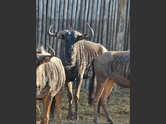 BLUE WILDEBEEST | DAGBREEK