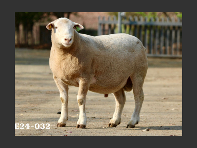HE  240032 | EKSTEENS HATARI