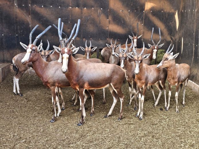 BLESBUCK | HUGOMOD