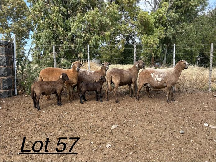 PB 2422 | Johan Murray - Pienaarspan Meatmasters