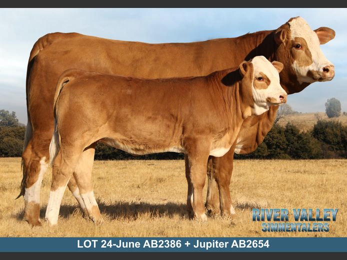 AB2386 | PA ABRAHAMSE