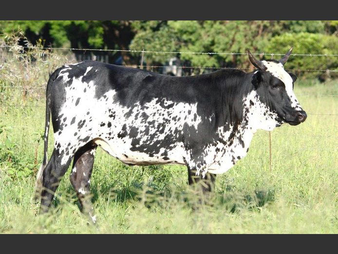 NRF 230385 | NORTHFIELD