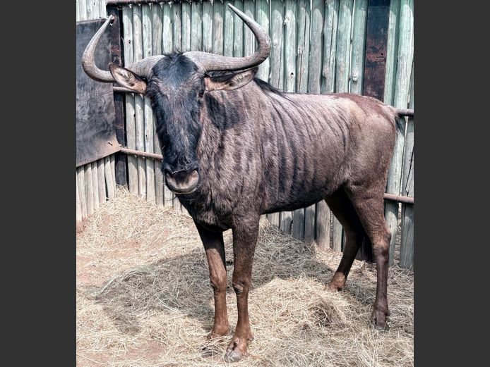 Blouwildebees Bul