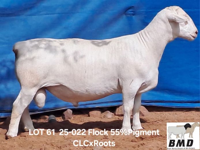 25-022 | BROER MARITZ DORPERS