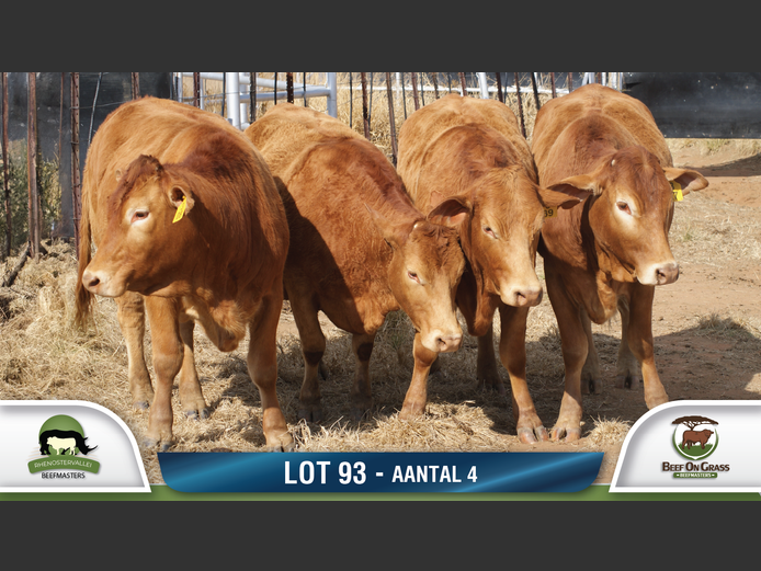 Commercial Animls | RHENOSTERVALLEI & BEEF ON GRASS