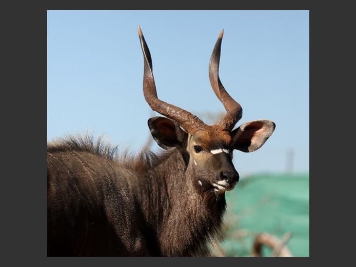 Nyala Bull | Kwandwe