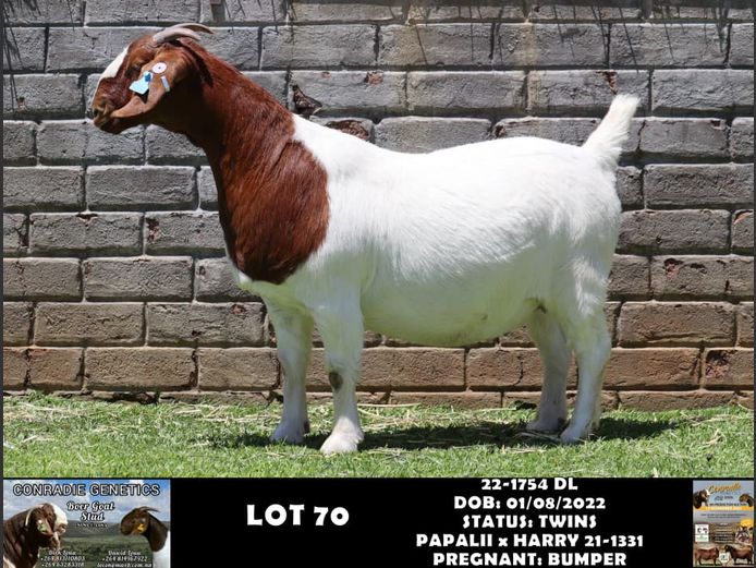 22-1754 DL | DAWID LOUW