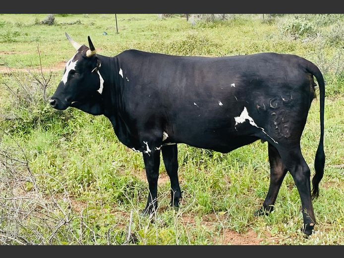 NGU 220033 | INALA NGUNI STUD