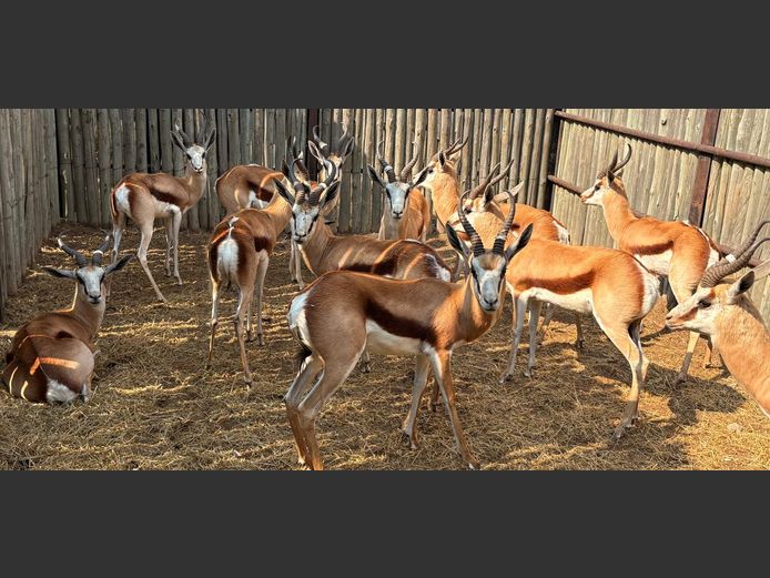 Springbok Jagramme