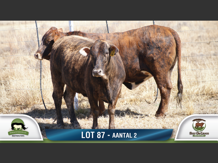 Commercial Animls | RHENOSTERVALLEI & BEEF ON GRASS