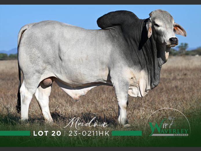 23-0211HK | WAVERLEY BRAHMAN