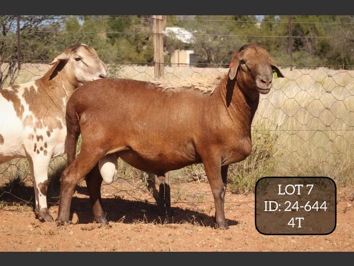 24-644 | MAKKA LOUWRENS MEATMASTERS