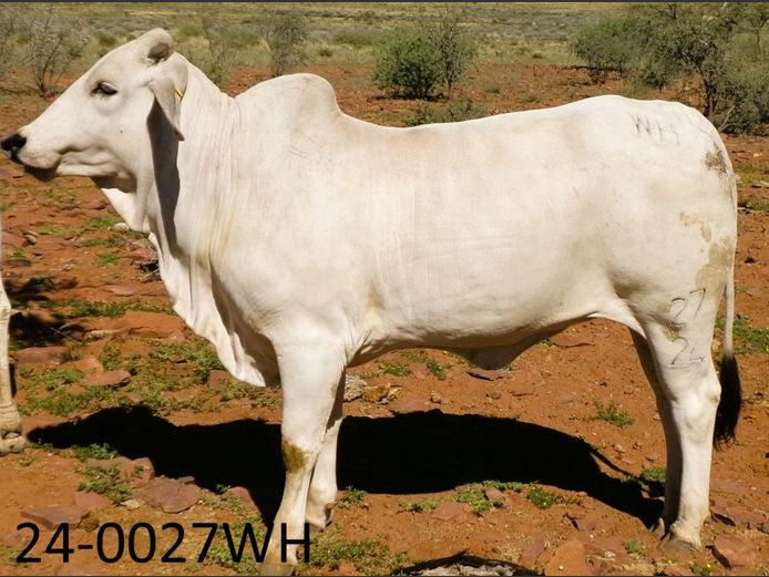 24-0027WH | SWARTRANTE BRAHMANE