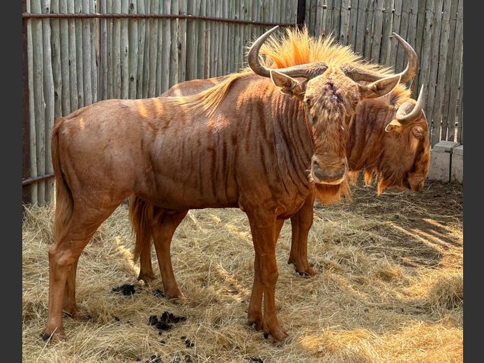 Goue Wildebees Bulle
