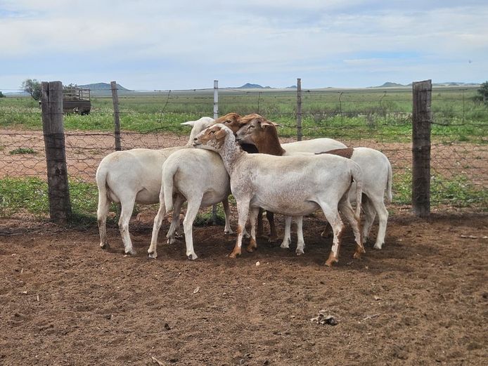 Ooie | GF Van Rooyen