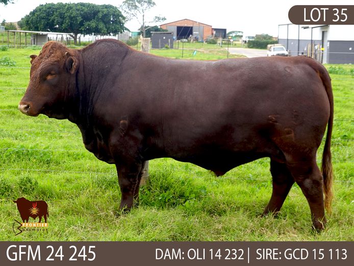GFM 240245 | MEYER BONSMARAS
