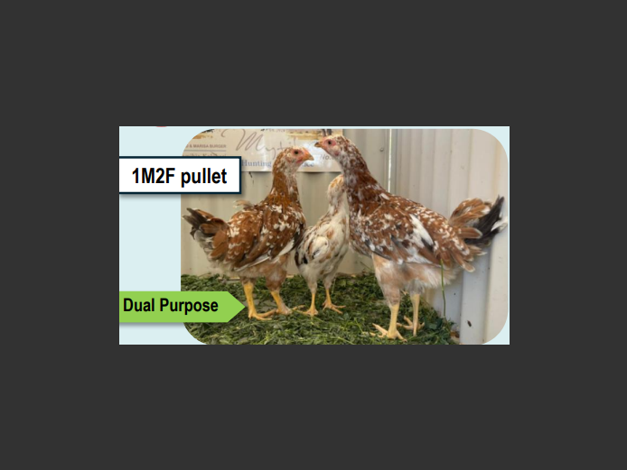 BOSVELDER | ANNUAL MYTILUS AND ELOFF