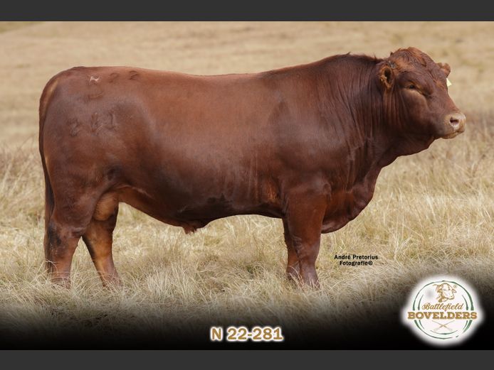 N 22-281 | MORGENTAL BOVELDERS