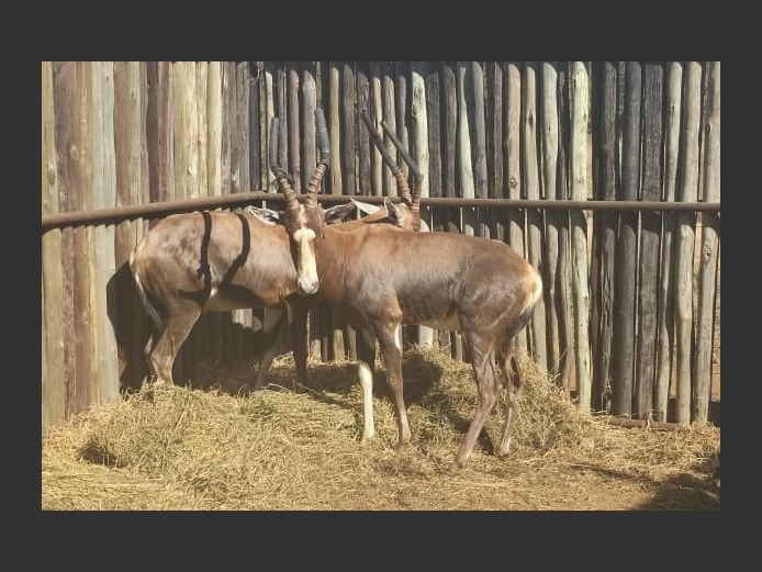 BLESBOK | HANLEY