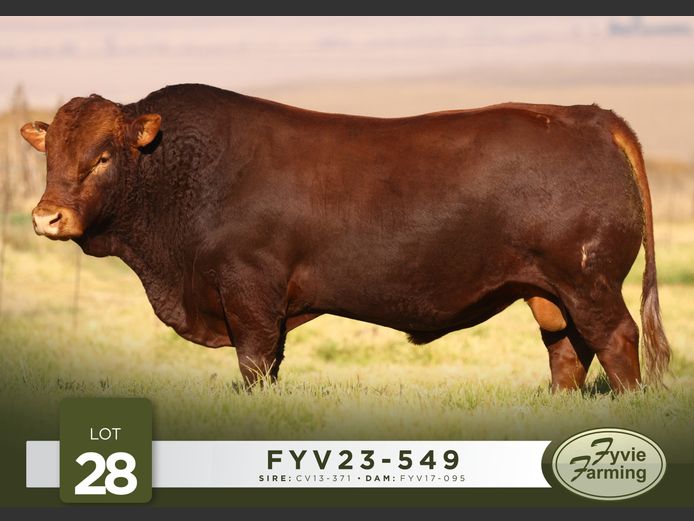FYV23-549 | Fyvie
