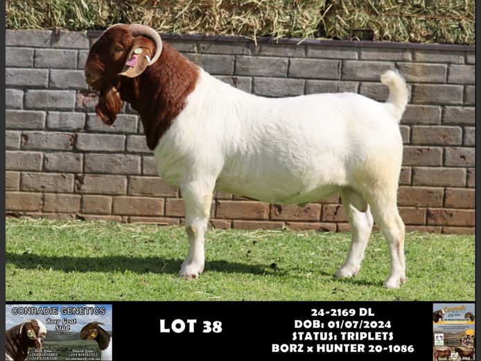 24-2169 DL | DAWID LOUW