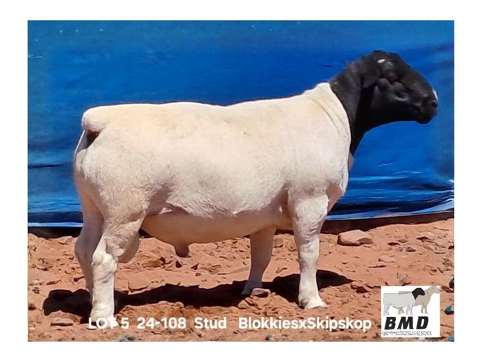 24-108 | BROER MARITZ DORPERS