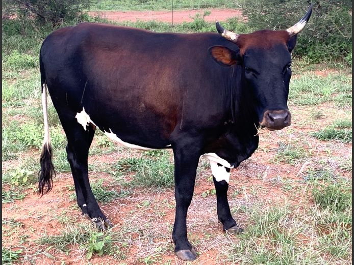 NGU 230007 | INALA NGUNI STUD