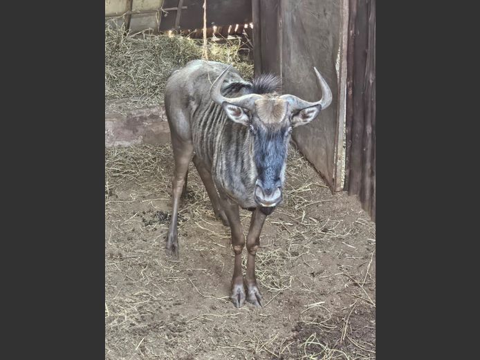 BLOUWILDEBEES | NONYA SAFARIS