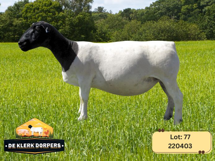 220403 | DE KLERK DORPERS