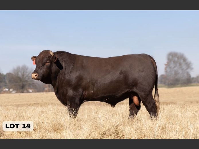 LAM2314 | BULL'S RUN SUSSEX STUD