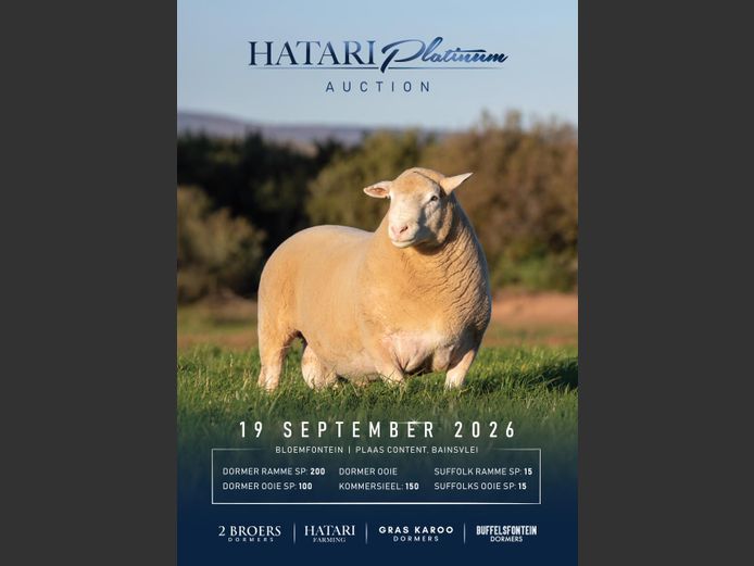 HATARI PLATINUM VEILING