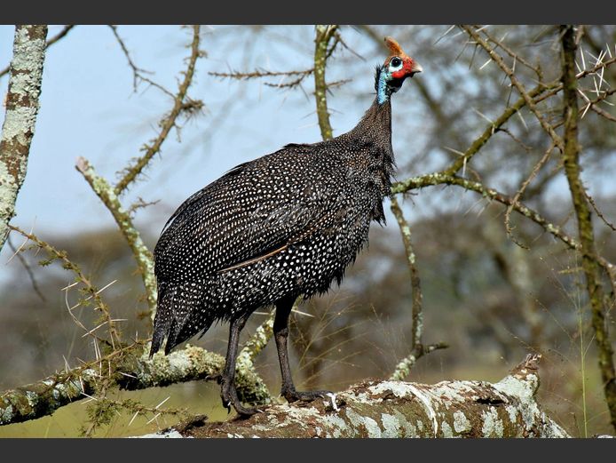 Guinae Fowl Hunt. 2026 hunting season | Oudeland Farm