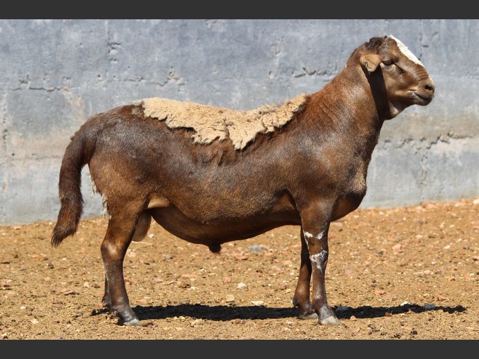 CRL 24.338 | Riaan Liebenberg - Hanri Meatmasters