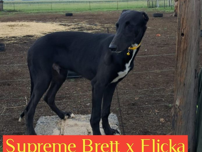 Black Male Puppy 2 - Supreme Brett x Flicka Puppy