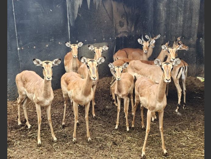 IMPALA | DIAMOND MINE