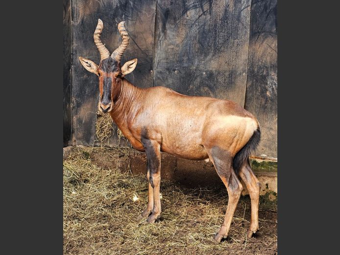 REDHARTEBEEST | RIPICA TRUST