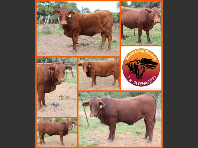 Commercial Animals | FA Beefmasters