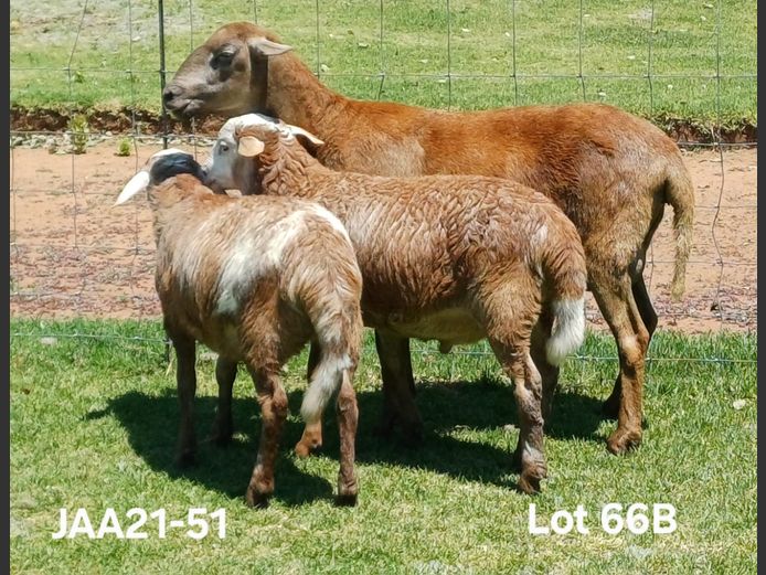 JAA 21-51 | Aucamp Meatmaster