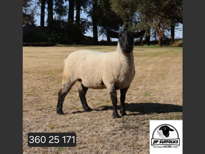 Commercial Ewe | JIP SUFFOLK