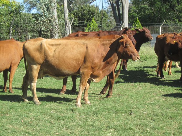 Weaners | CG Sheard