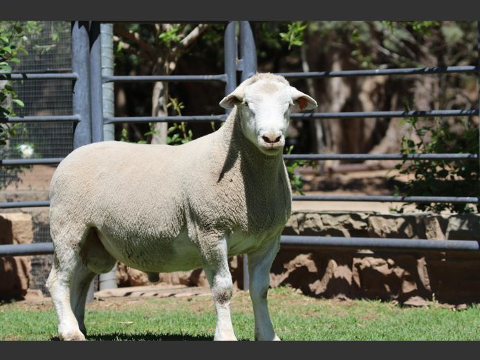 DZ 240215 | 2 STEYNS BOERDERY