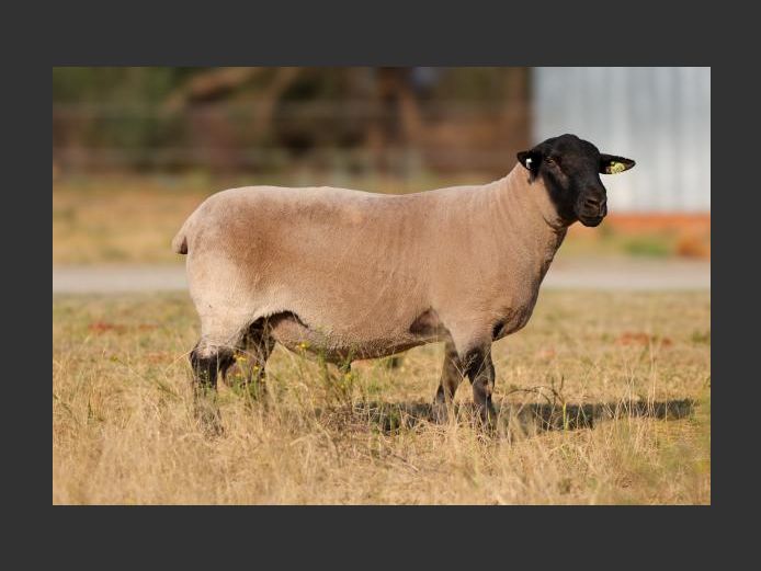389240027 | HANMAR BOERDERY