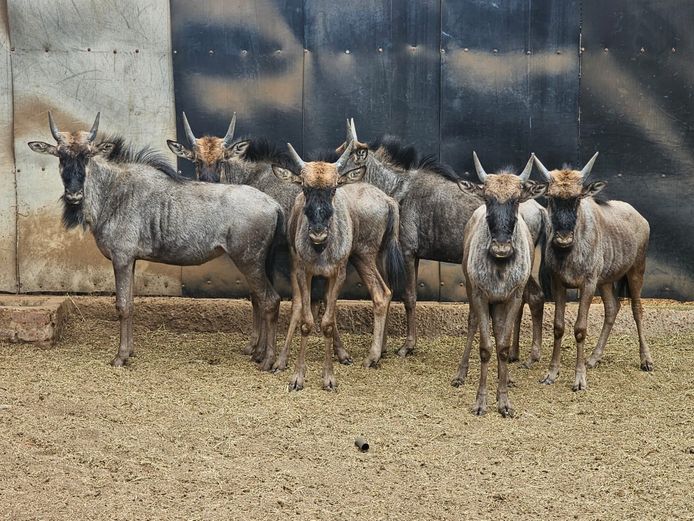 BLUE WILDEBEEST | HARLOU