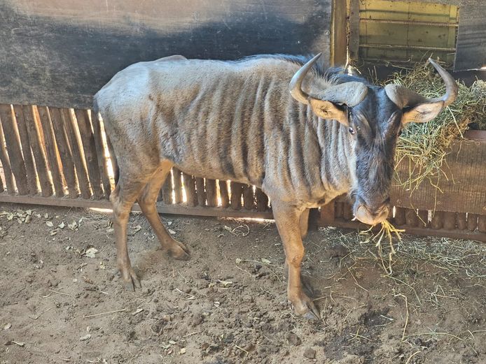 BLUE WILDEBEEST | DAGBREEK