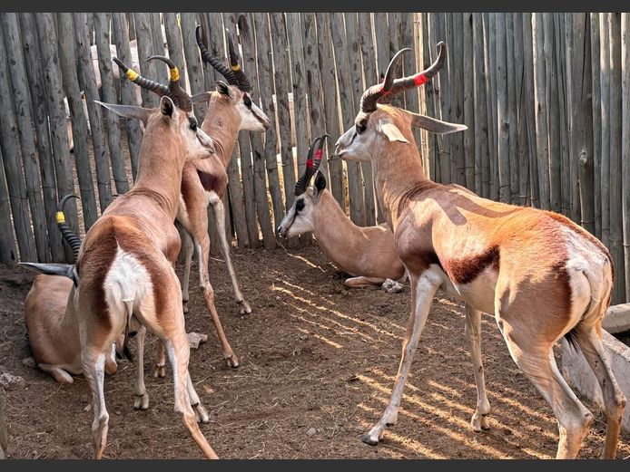 Kalahari Springbok Ram