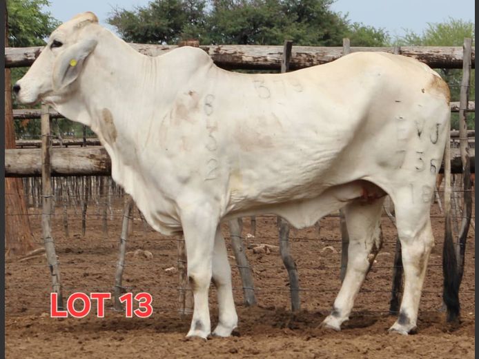 WHITE BRAHMAN - HEIFER