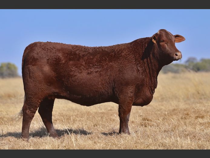 VV  230007 | T. DE JAGER