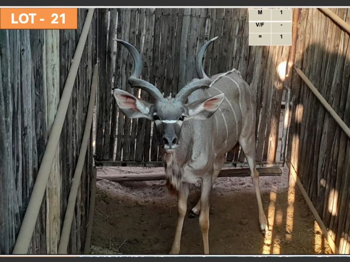 Kudu Bul