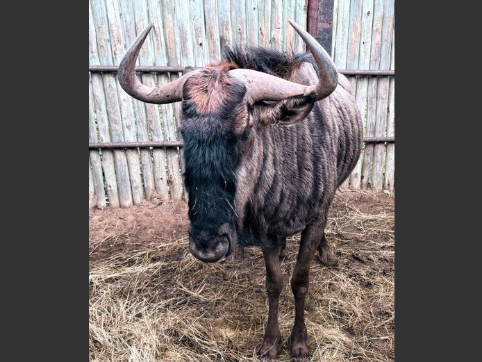 Blouwildebees Bul