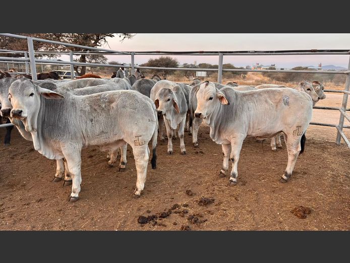 AGRA OTJIWARONGO WEANER AUCTION